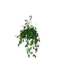 Aeschynanthus Marmoratus