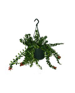 Aeschynanthus Rasta