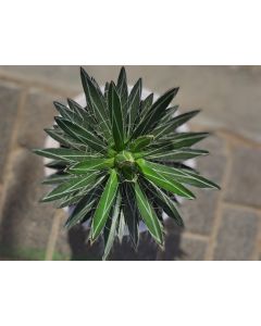 Agave filifera - Mix