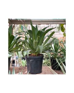 Agave Angustifolia ‘Marginata’