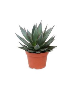 Agave Shaka Zulup H20cm Indoor