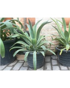 Agave