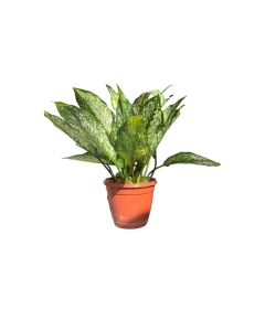 Aglaonema