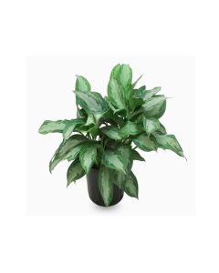 Aglaonema Mix Indoor Plant
