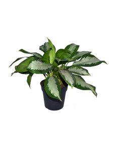 Aglaonema Silver Bay
