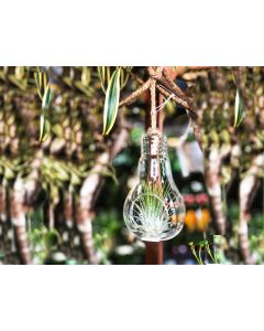 Tillandsia Arrangement - Air Plant