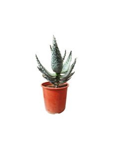 Aloe Vera Cactus