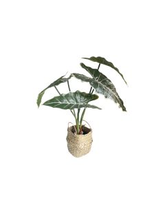 KI Alocasia Plant in Basket 51cm