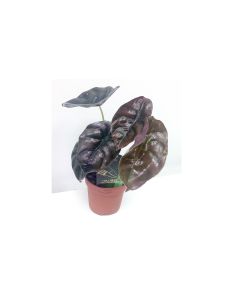 Alocasia Red Secret Indoor House Plant