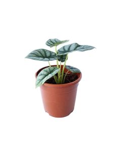 Alocasia Silver Dragon Plant