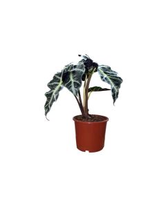 Alocasia Polly Small House Plant
