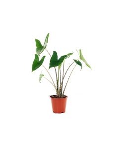Alocasia Zebrina 100cm.