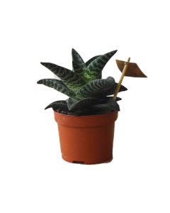 Aloe Tiki Zilla