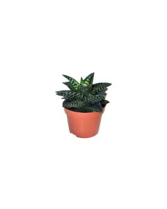 Aloe Aristata Tiki Zilla