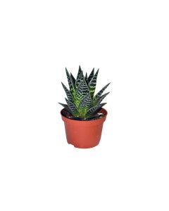Aloe Aristata Tiki Tahi