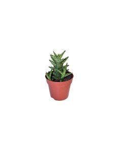 Aloe Squarossa