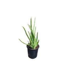 Aloe Vera Plant- Outdoor