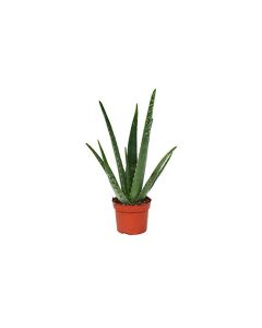 Aloe Vera Rock