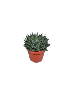 Aloe Zambezi