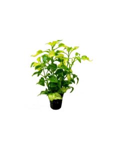 Alternanthera