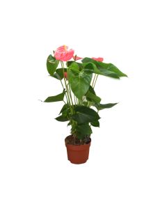 Anthurium Mix