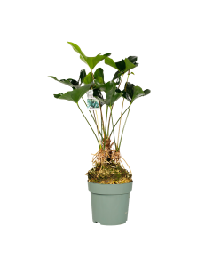 Anthurium Arrow Rocket