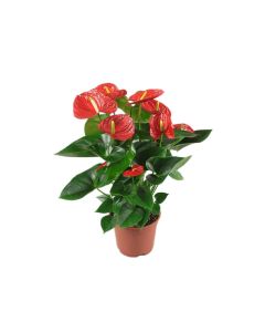 Anthurium Mix