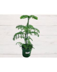 Araucaria heterophylla, size(30-45cm)