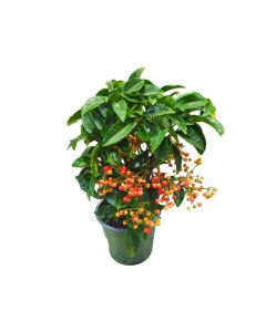 Ardisia crenata size 45cm approx.