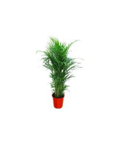 Chrysalidocarpus (Areca Palm) - Natural Air Purifier Plant