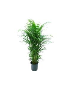 Chrysalidocarpus Lutescens - Areca Palm Indoor