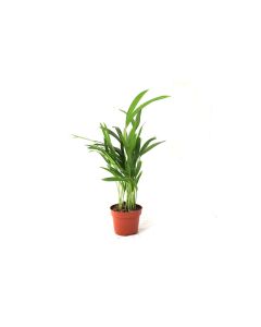 Areca Palm Mini