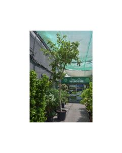 Tarminalia Arjuna - Arjuna Tree