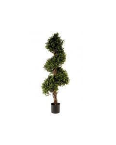 VV Boxwood Spiral Tree