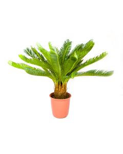 Artificial Palm Cycas Revoluta