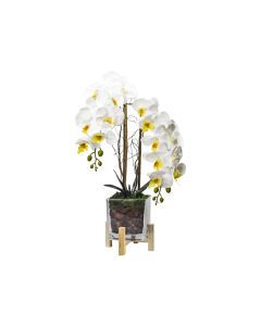 Fake White Orchid (Phalaenopsis) in Medium Glass Pot