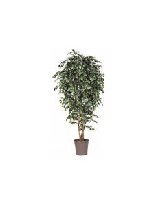 Artificial Plant Ficus Variegated
