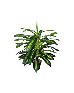 Artificial dracaena lemon lime