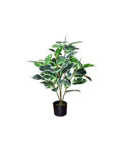 Artificial Ficus Robusta Variegated
