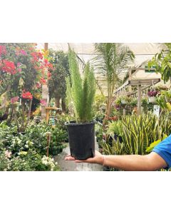Asparagus Densiflorus