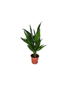 Aspidistra Elatior
