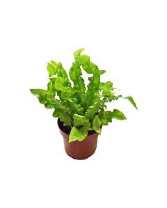 Asplenium