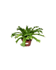 Asplenium Nidus