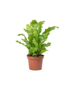 Asplenium Nidus