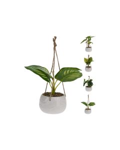 KI- Plant in Pot-  4 Assorted