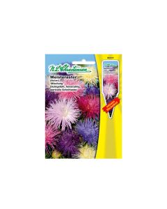 Aster ''Meisteraster'' Seeds