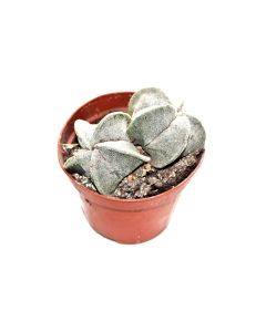 Astrophytum myriostigma - The Bishop's Cap Plant