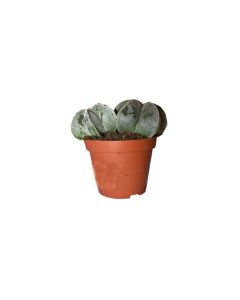 Astrophytum Myriostigma