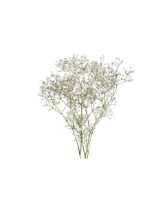 White Gypsophila "Baby's Breath" Bunch