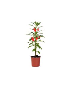 Balsamina mix (Impatiens)